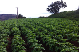 papas_tresacequias