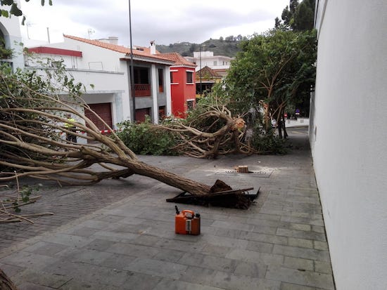 14_arboles-caida1
