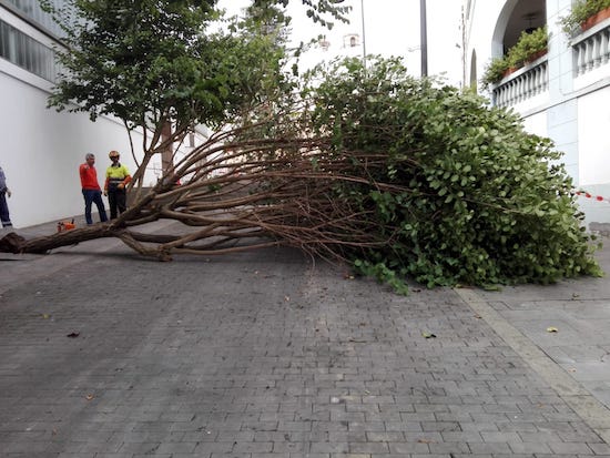 14_arboles-caida2