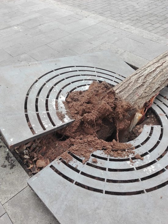14_arboles-caida3