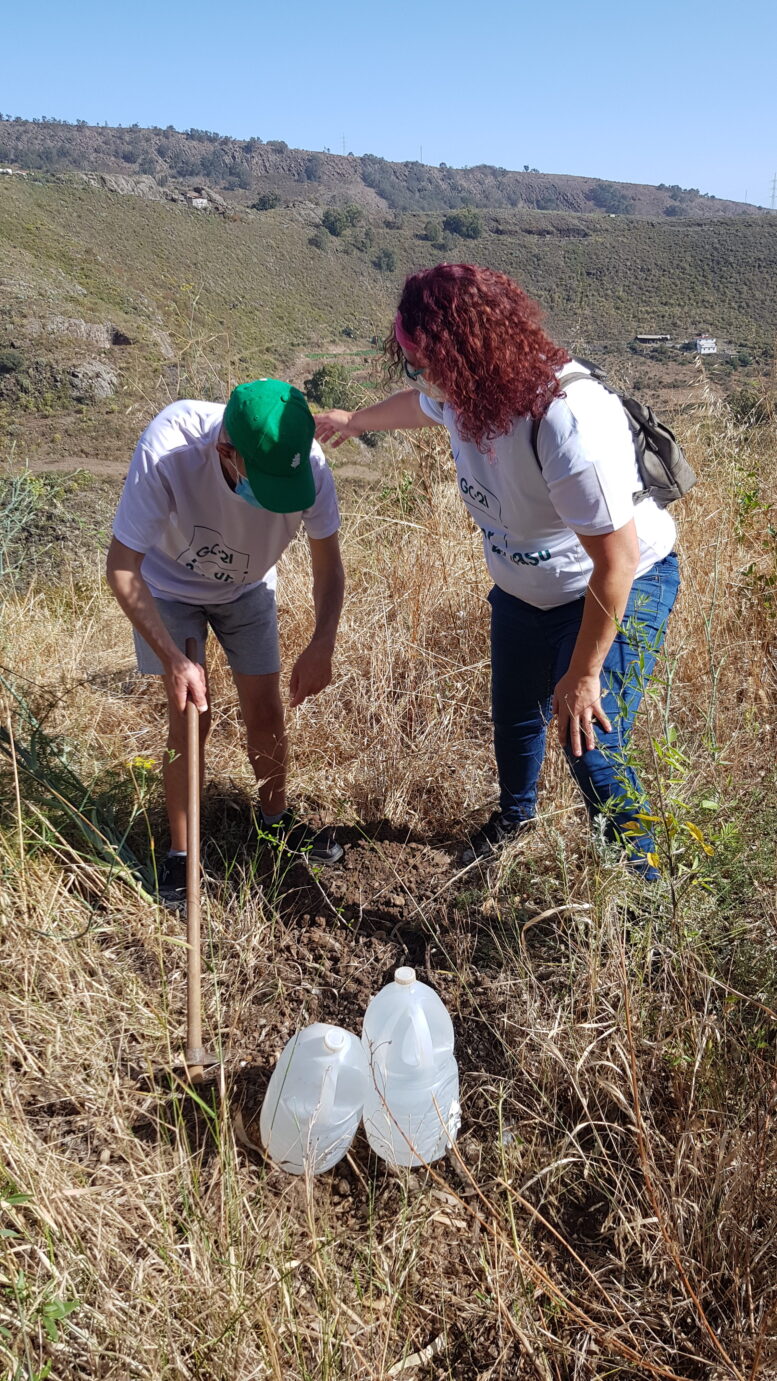 GC-21_plantacion11