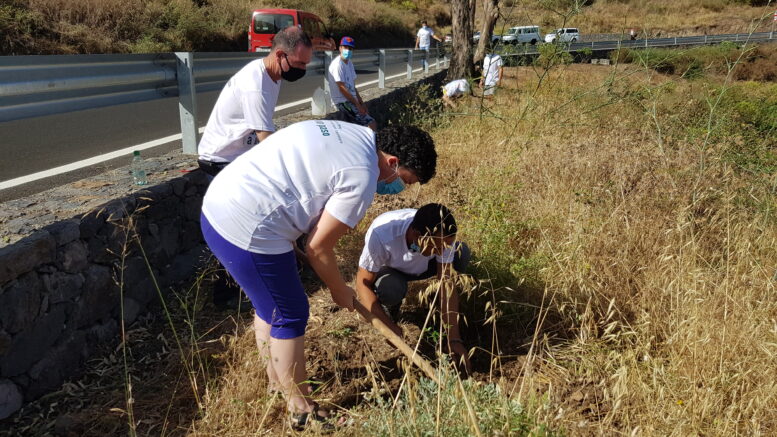 GC-21_plantacion12