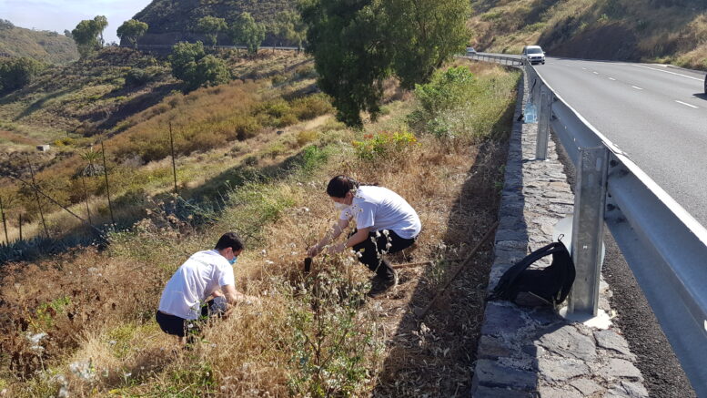 GC-21_plantacion19