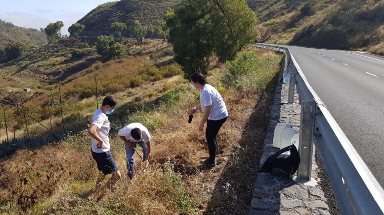 GC-21_plantacion21