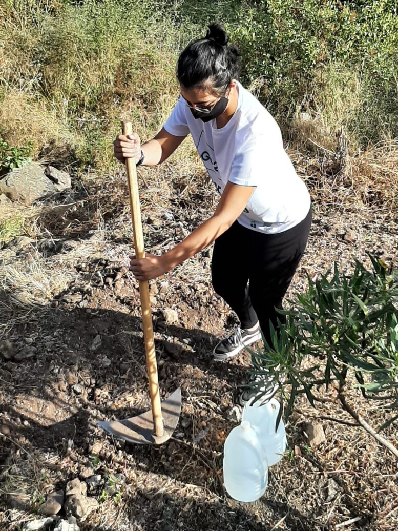 GC-21_plantacion26