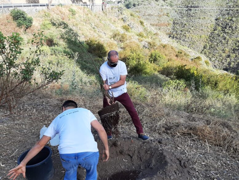 GC-21_plantacion35