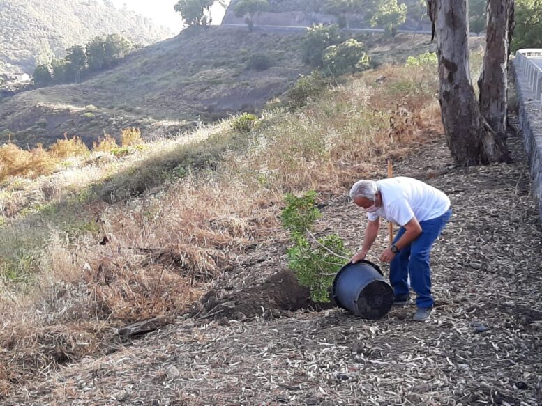 GC-21_plantacion37