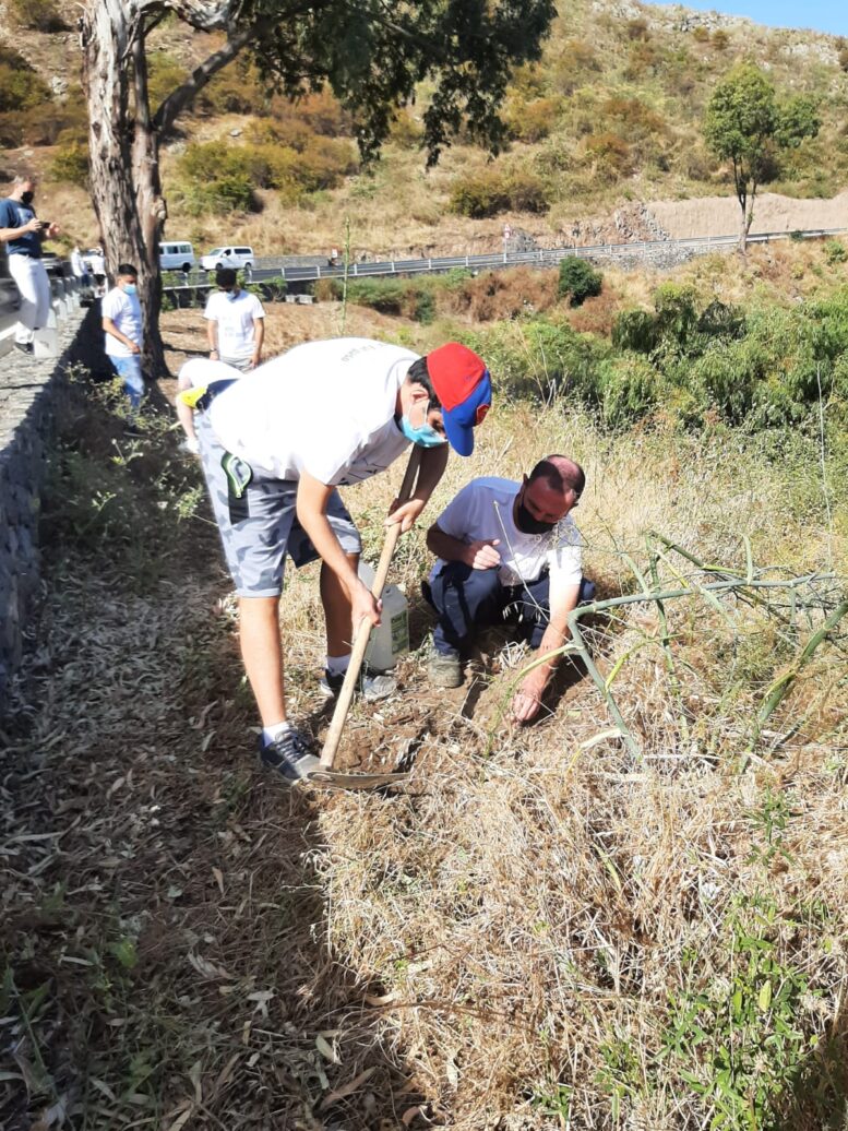 GC-21_plantacion41