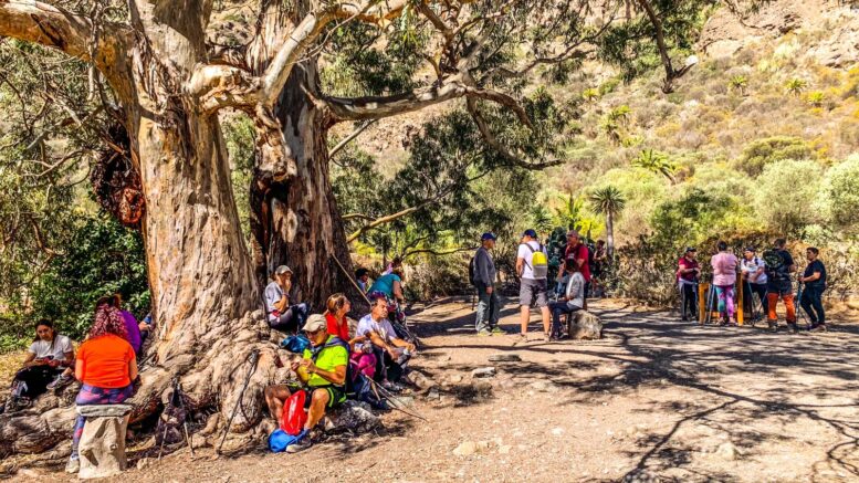 Teror-Patea_Ruta-Caldera-Bandama23