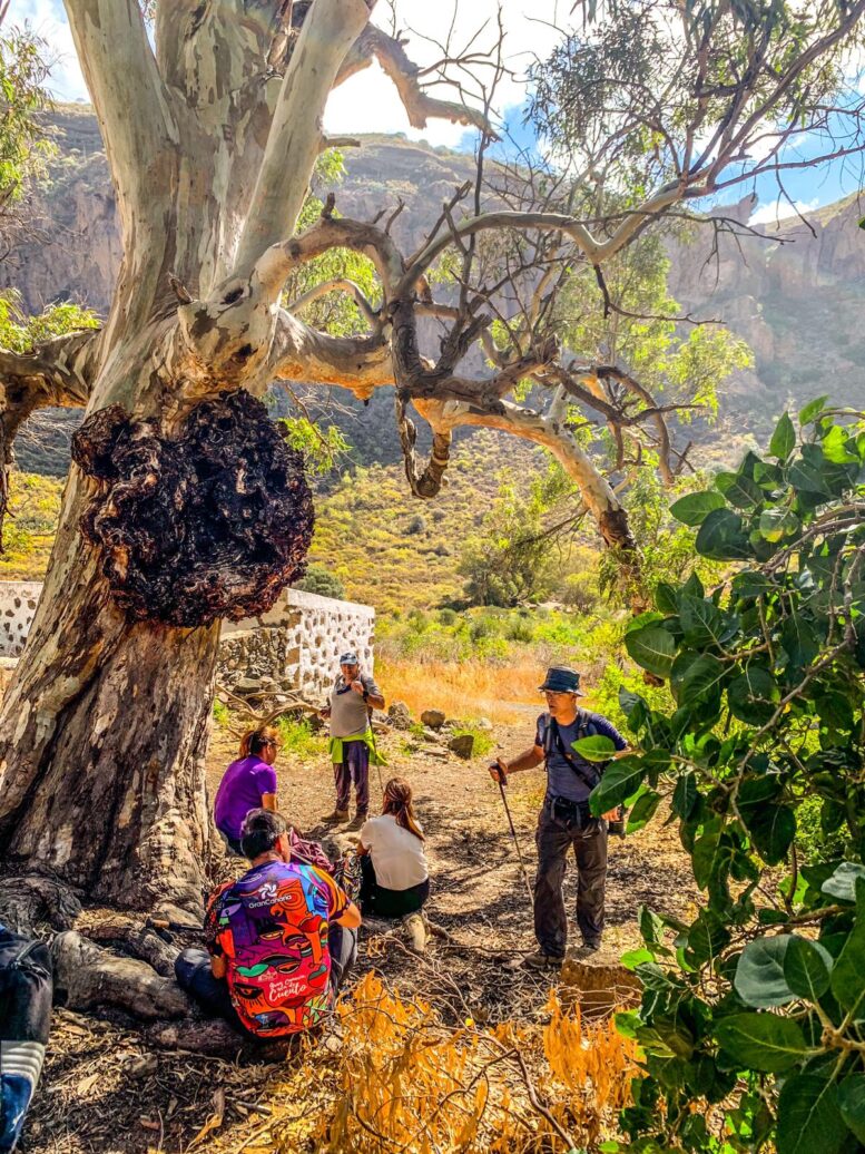 Teror-Patea_Ruta-Caldera-Bandama26