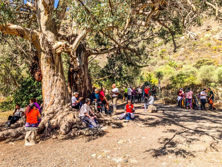 Teror-Patea_Ruta-Caldera-Bandama29