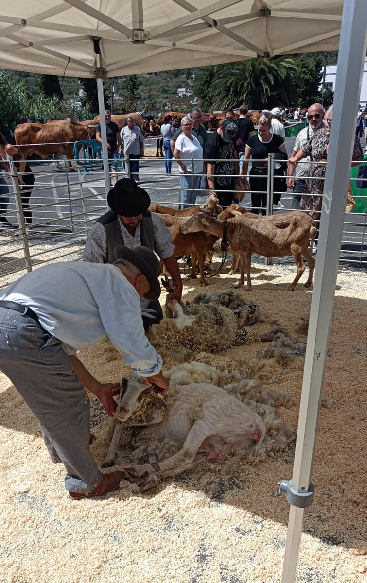 09_muestra_ganadera