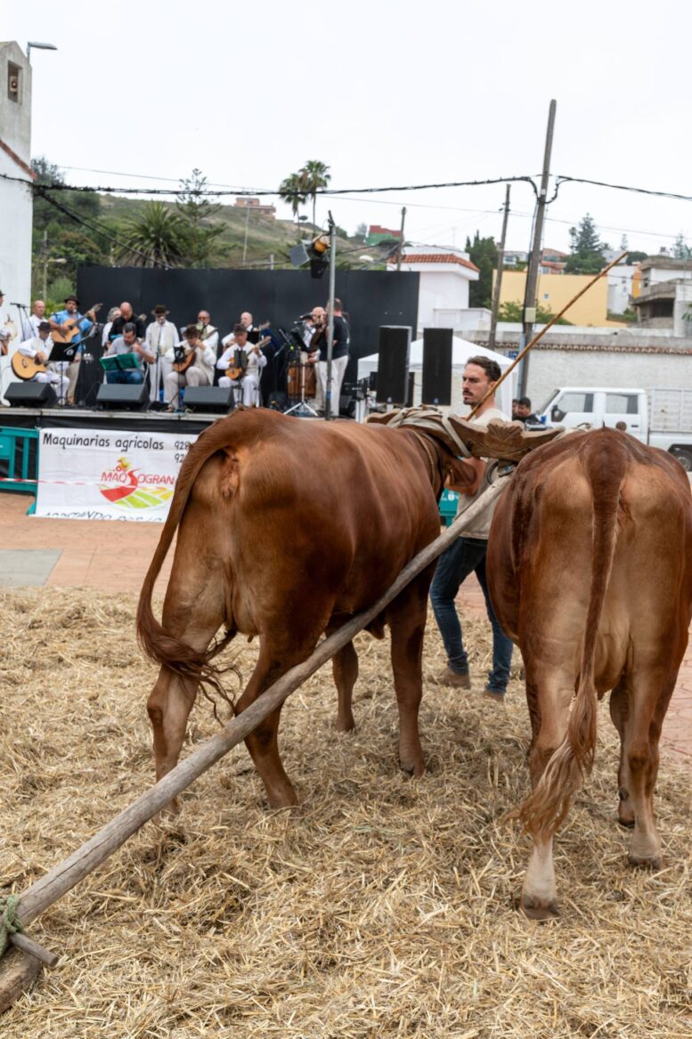 Fiestas-Sa-Jose-Alamo15