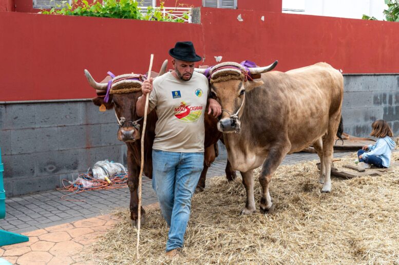 Fiestas-Sa-Jose-Alamo3