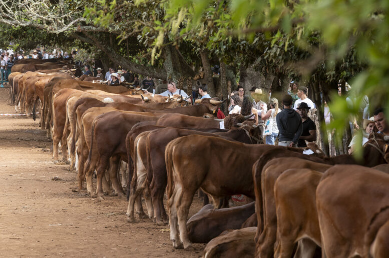 FERIA DE GANADO_161-watermarked