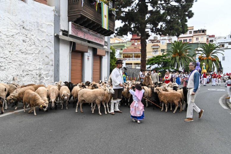 verbena canaria_1
